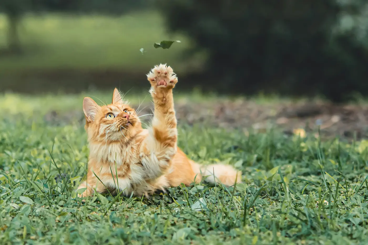 Why Do CKD Cats Get So Thirsty?